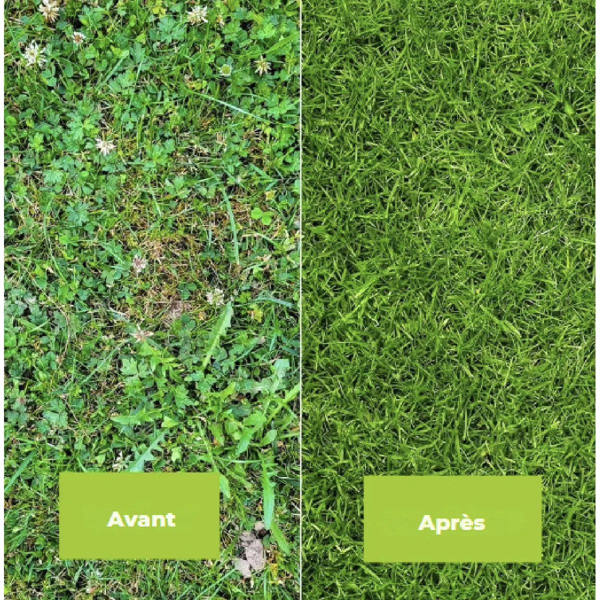 BAYER Desherbante Selectivo Concentrado Celaflor 100 ml para Césped y Jardín